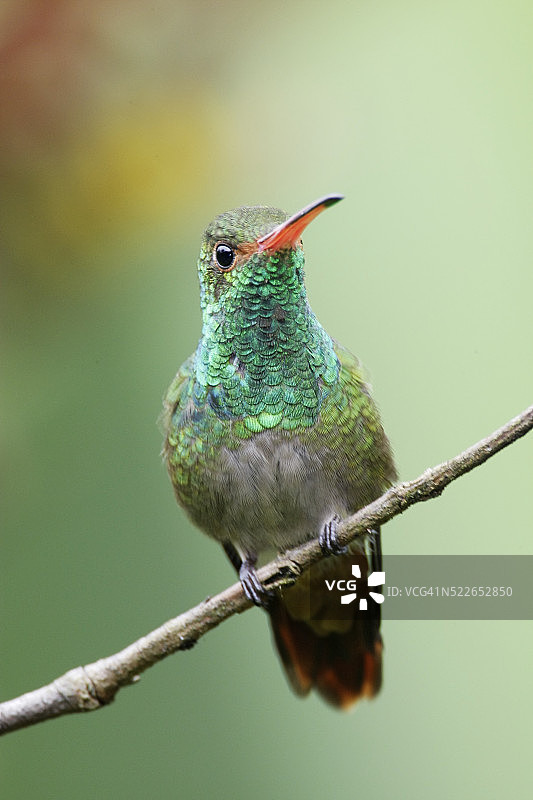 棕尾蜂鸟图片素材