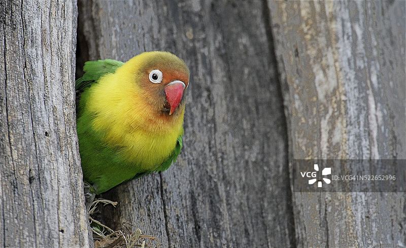 在巢中的费氏情侣鹦鹉图片素材