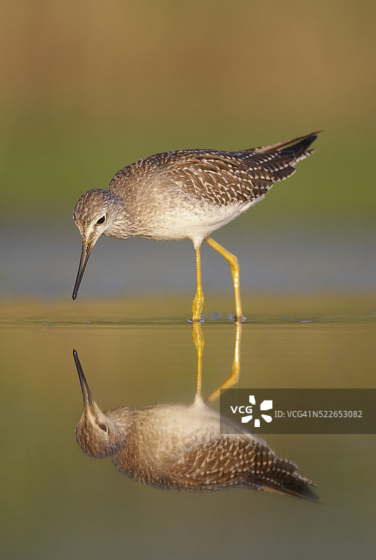 小黄腿鹬图片素材