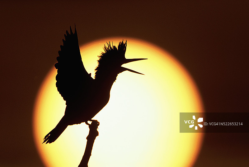 翠鸟剪影图片素材