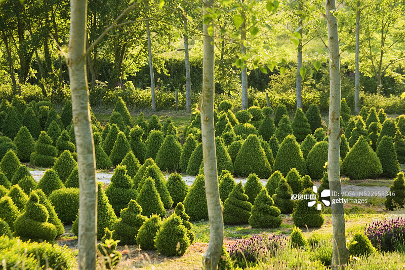 贝拉蒙特造型苗圃图片素材