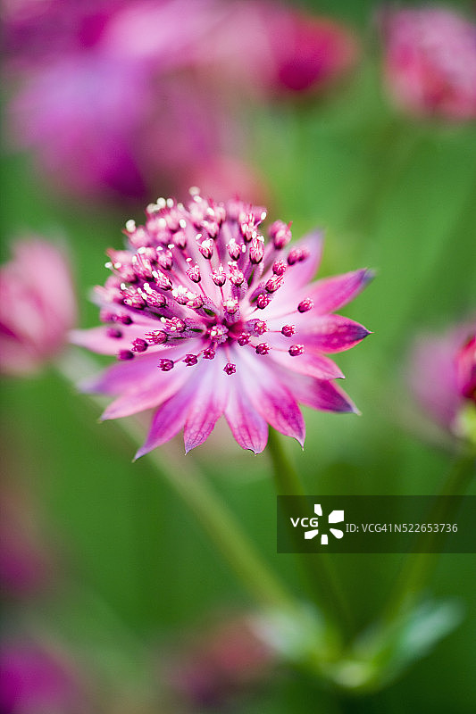 粉色星状花特写图片素材