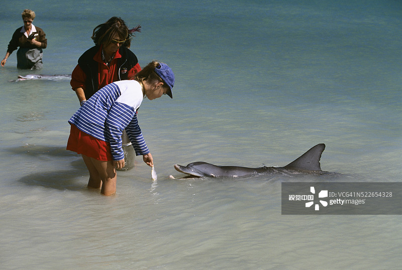 在猴子米亚海滩喂野生海豚的女孩图片素材