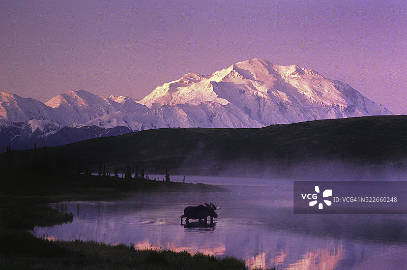公牛驼鹿走进德纳里山附近的迷雾湖图片素材