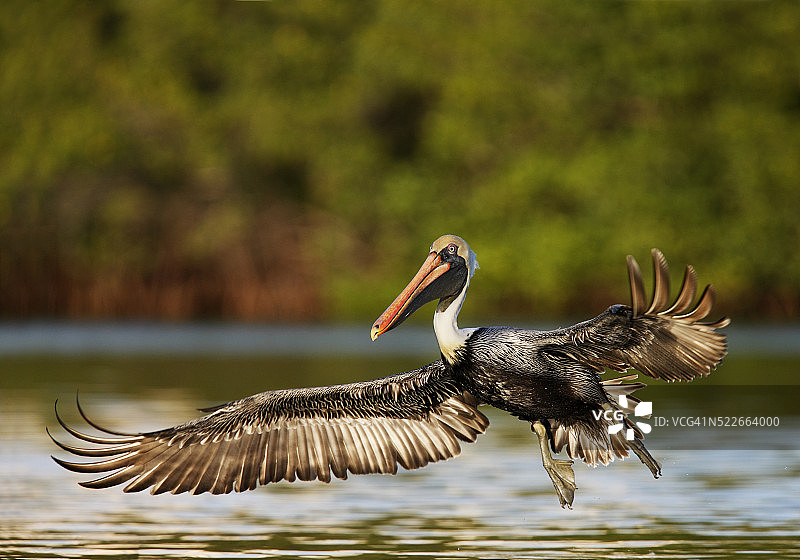 褐鹈鹕图片素材