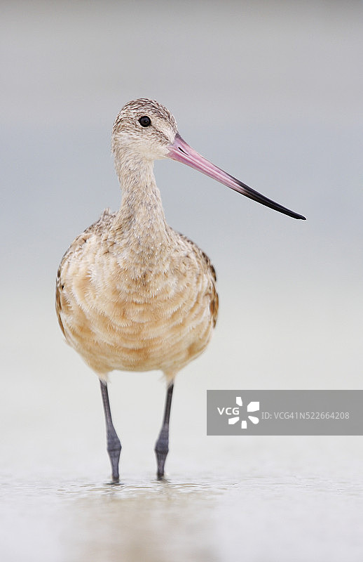 德索托堡公园的斑尾塍鹬图片素材