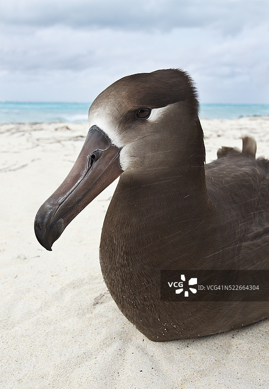 黑足信天翁图片素材
