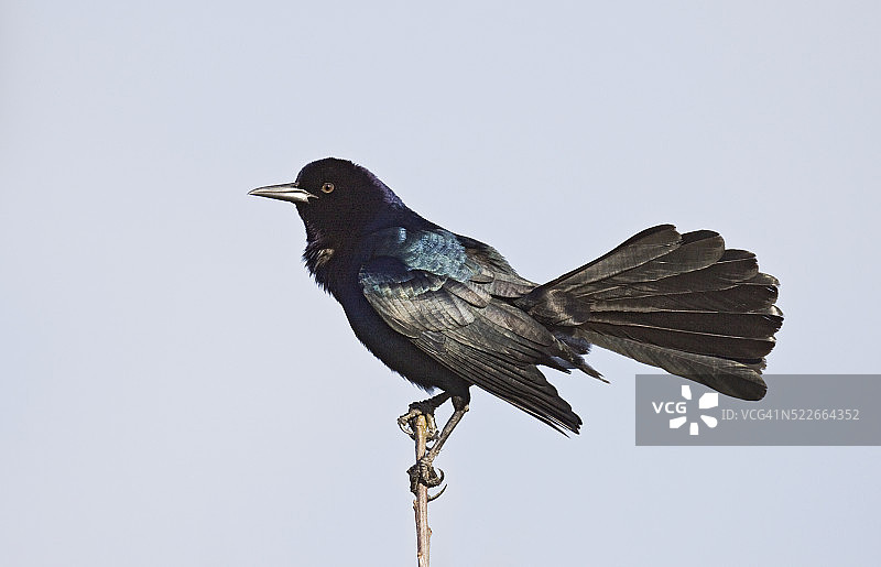 正在展示的大尾拟八哥图片素材