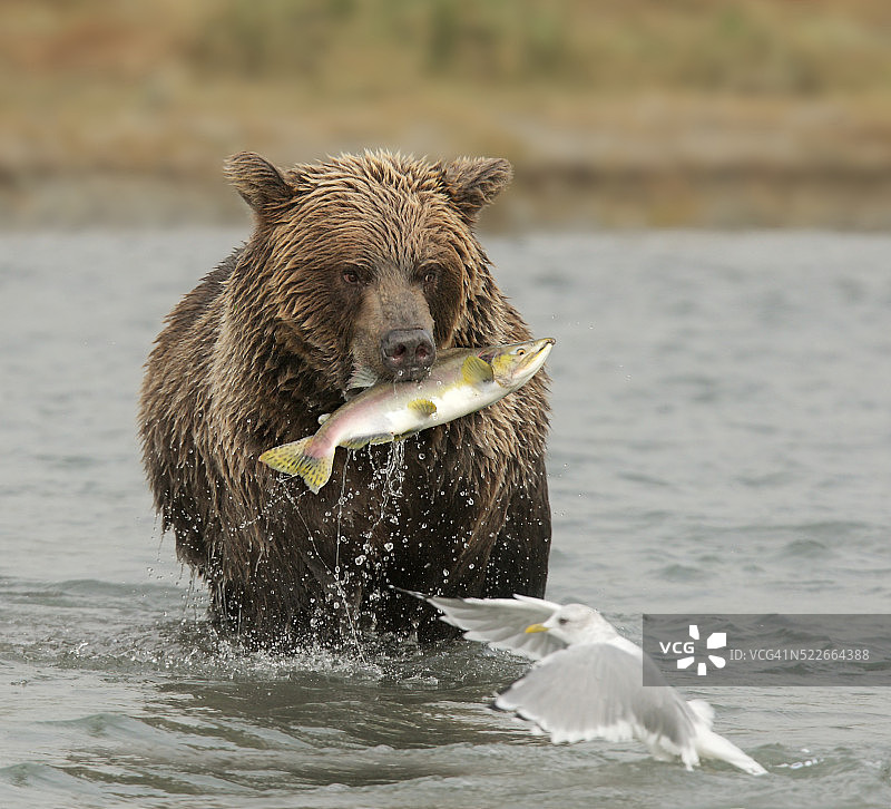 棕熊拿着粉红色的鲑鱼和一只海鸥图片素材