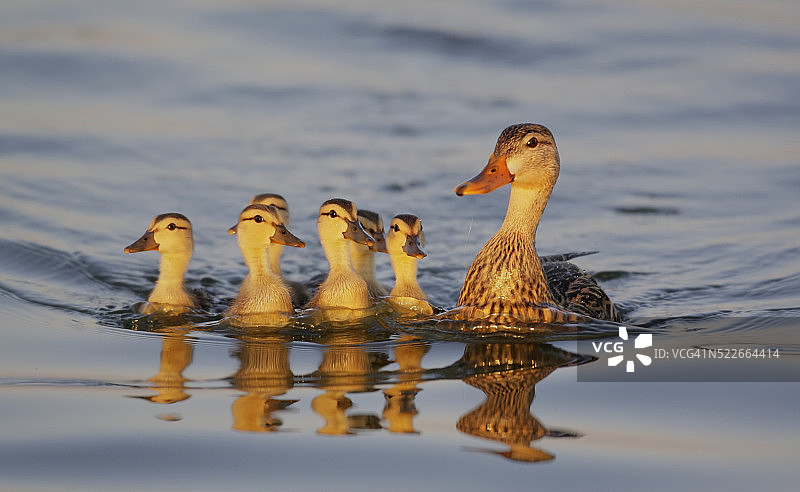 爱德华·梅达德公园里的斑驳鸭与小鸭图片素材