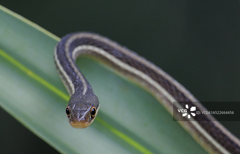 棕榈叶上的带状蛇图片素材