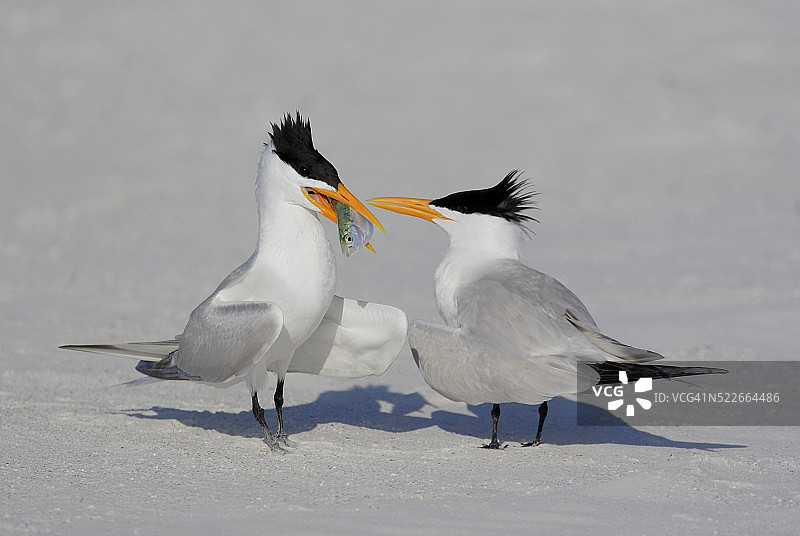 燕鸥求偶传递鱼图片素材