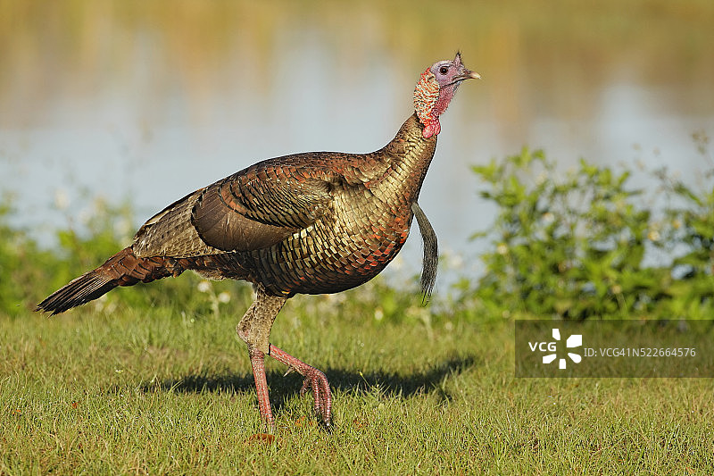 野生火鸡图片素材