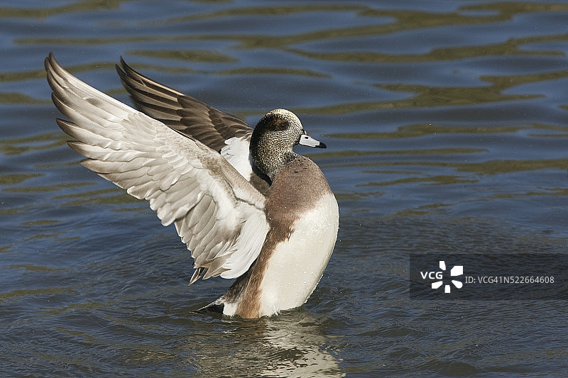 扇动翅膀的葡萄牙鸭图片素材
