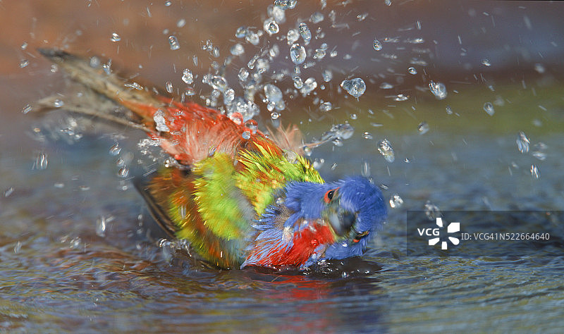 雄性彩旗鸟在沐浴图片素材