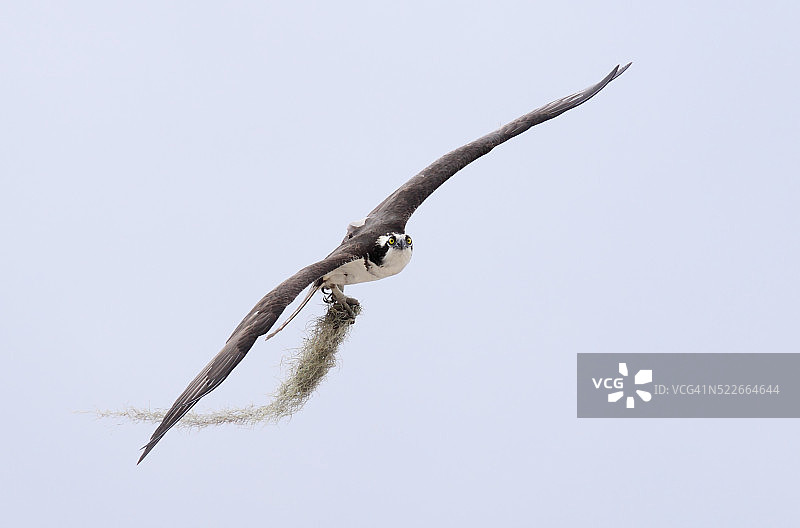 鹗携带苔藓筑巢图片素材