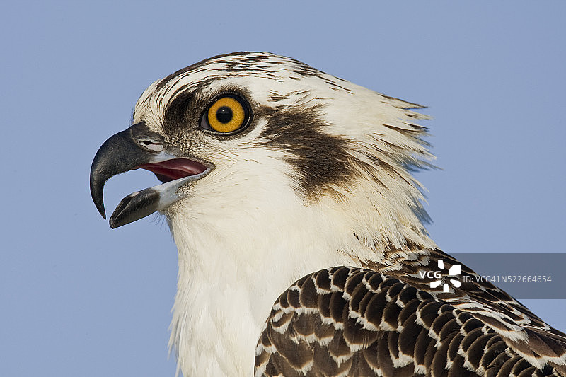 幼年鹗图片素材