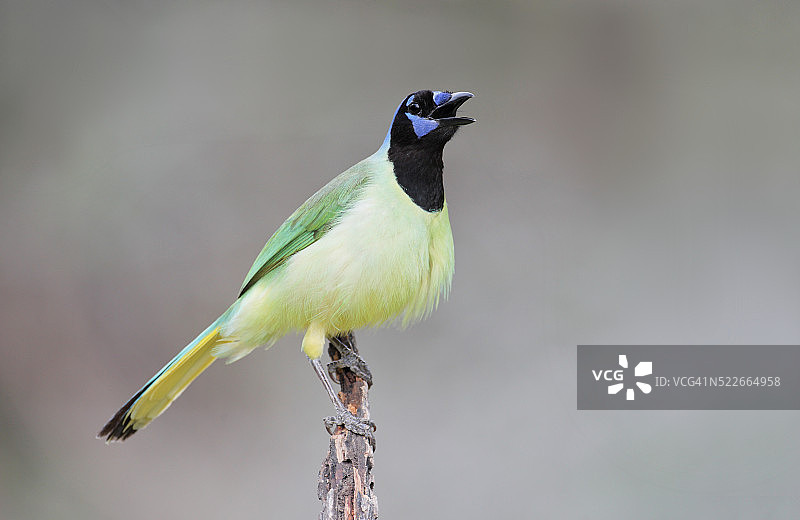 绿松鸦展示图片素材