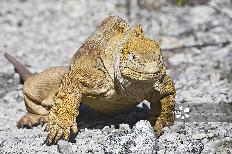 在岩石上行走的陆地鬣蜥图片素材
