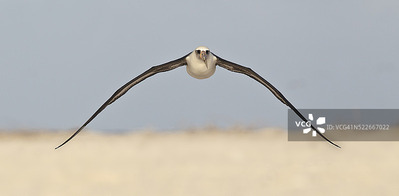 飞行中的莱桑信天翁图片素材