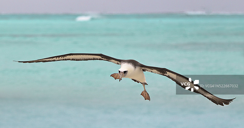 信天翁着陆图片素材
