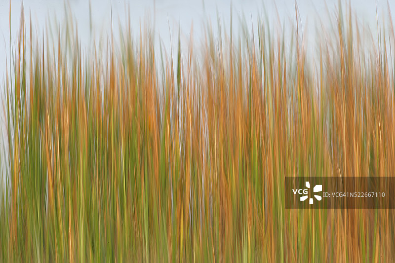 芦苇的倒影图片素材