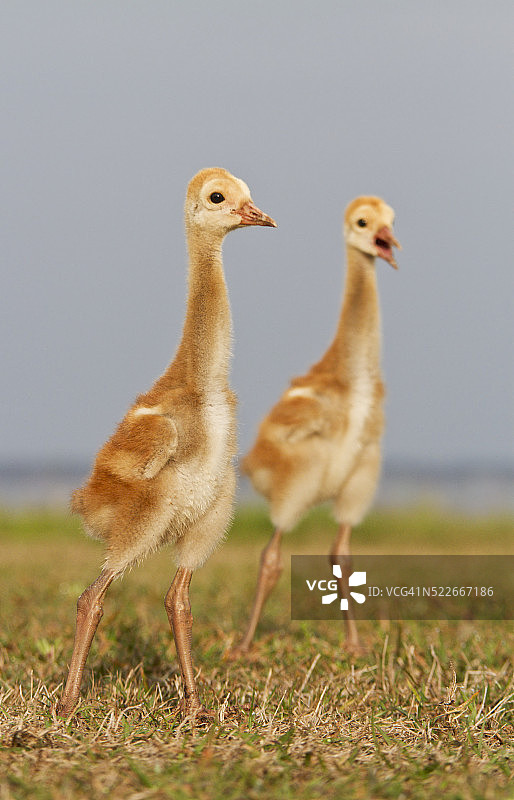 两只沙丘鹤幼鸟图片素材