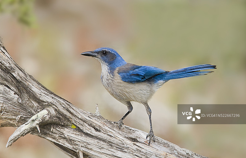 西部丛鸦图片素材