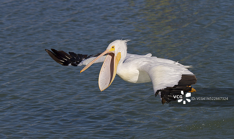 飞翔的白色鹈鹕图片素材