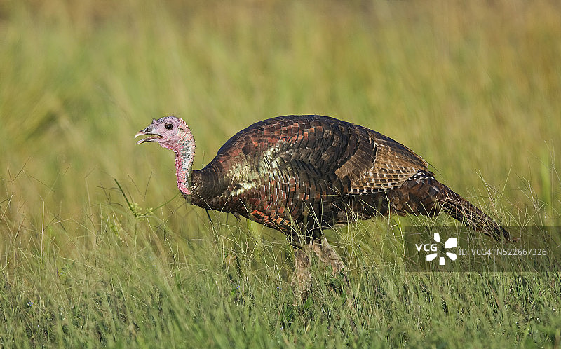 小野火鸡图片素材