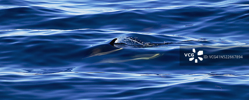 荒漠山岛附近的海豚图片素材