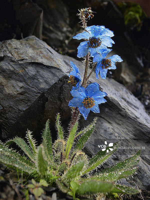 喜马拉雅山区蓝罂粟花图片素材