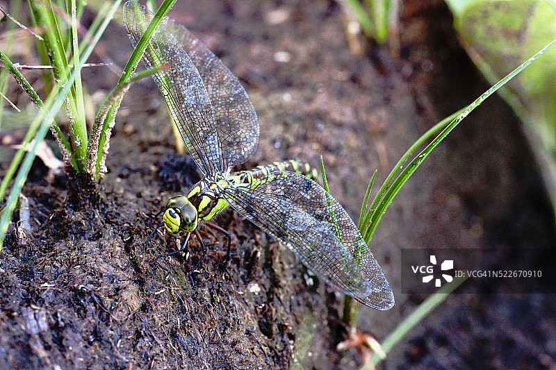 南家蜻蜓图片素材