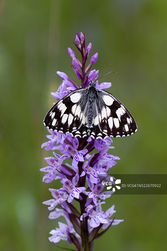 斑驳白蝶停憩斑点兰图片素材
