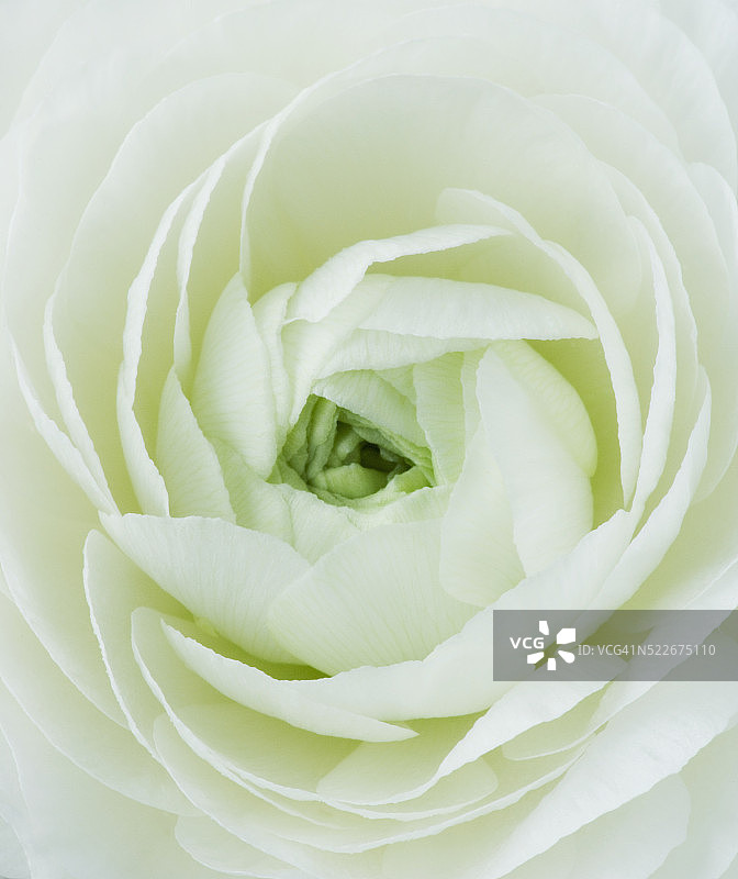 白色毛茛图片素材