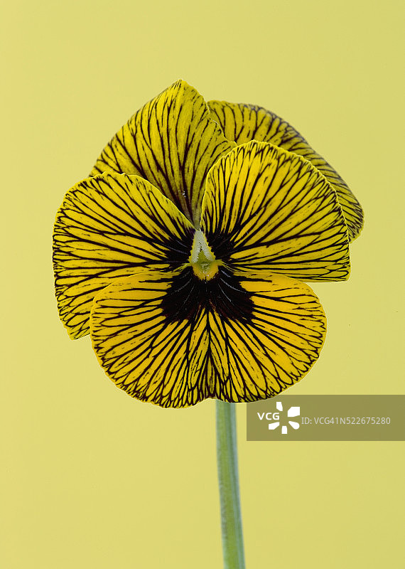 中提琴图片素材