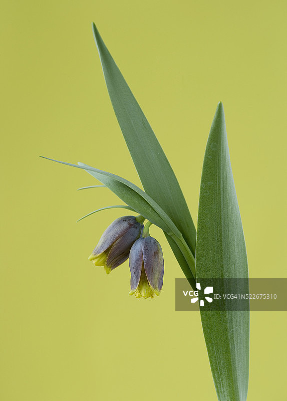 狐尾贝母花朵图片素材