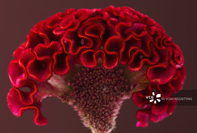 鸡冠花的红色花朵图片素材