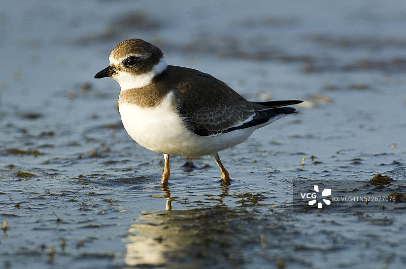 半蹼鹬图片素材