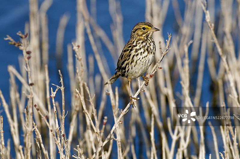 贝尔丁氏草原麻雀图片素材