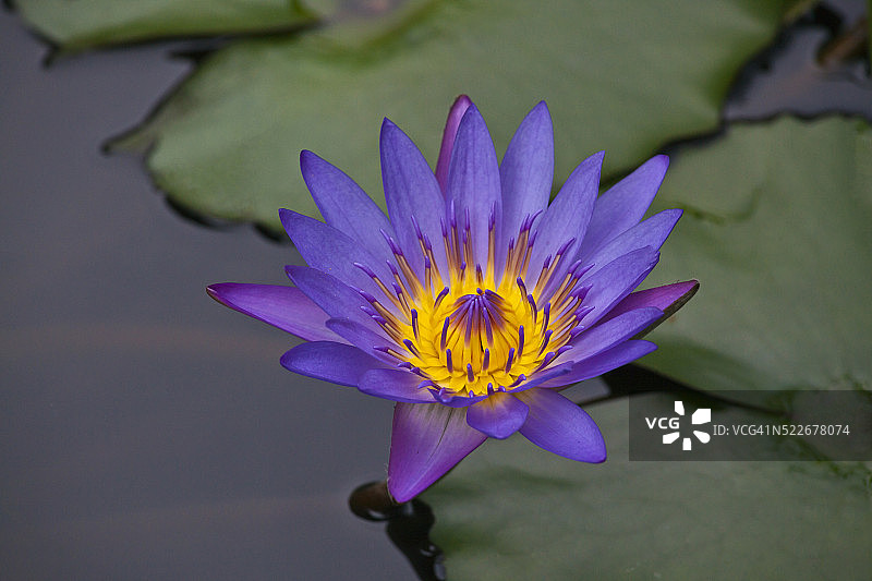 泰国池塘中盛开的睡莲图片素材