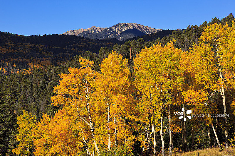 颤抖的白杨树图片素材