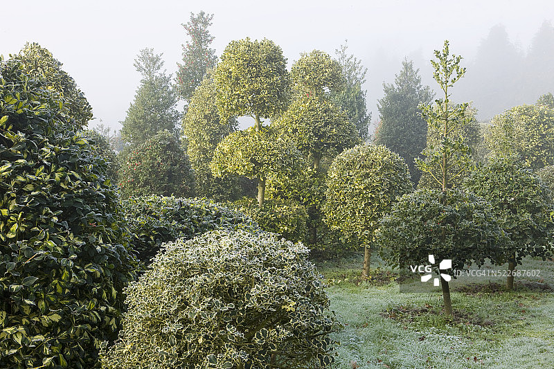 苗圃里的冬青树图片素材