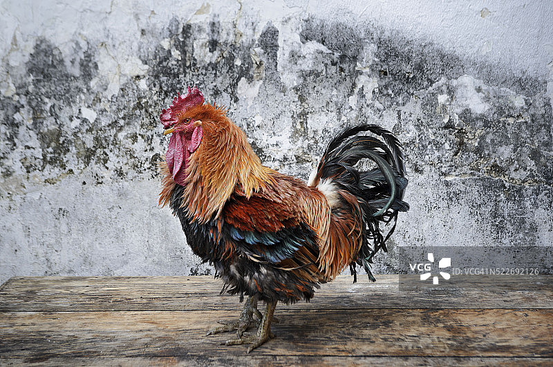 墨西哥恰帕斯的公鸡图片素材