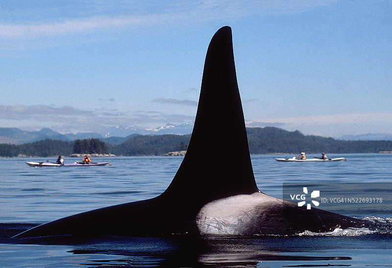 逆戟鲸、海上皮划艇，加拿大不列颠哥伦比亚省约翰斯顿海峡图片素材