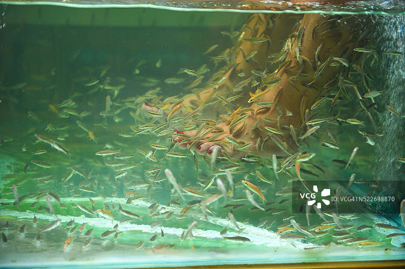 女人接受鱼疗图片素材