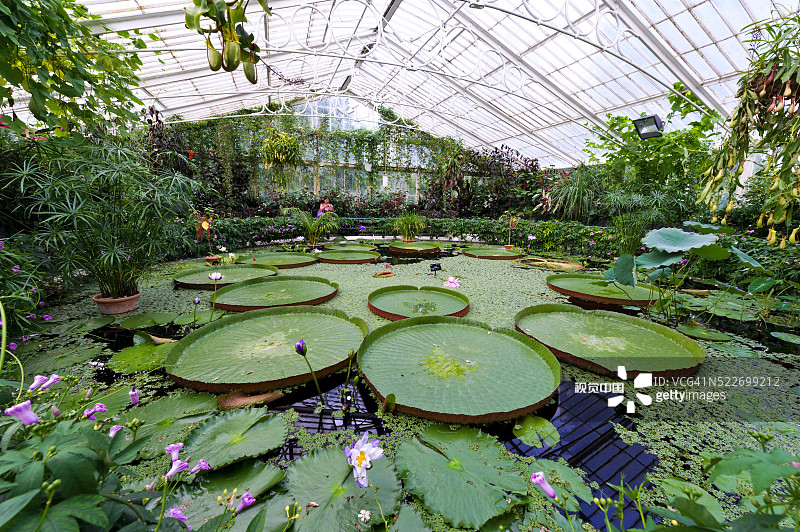 邱园的睡莲和荷花图片素材