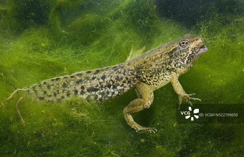 美洲绿蛙变态图片素材