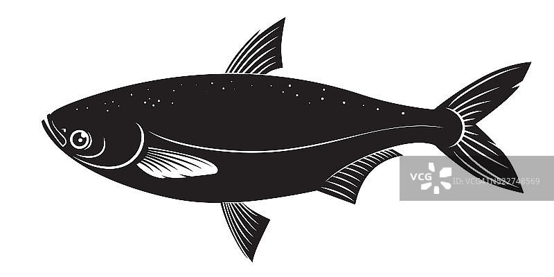 鳙鱼矢量图图片素材