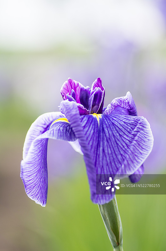紫色鸢尾花特写图片素材